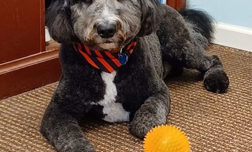 Wildflower Pet Spa 6150 Hillside Ave, Indianapolis Indiana 46220