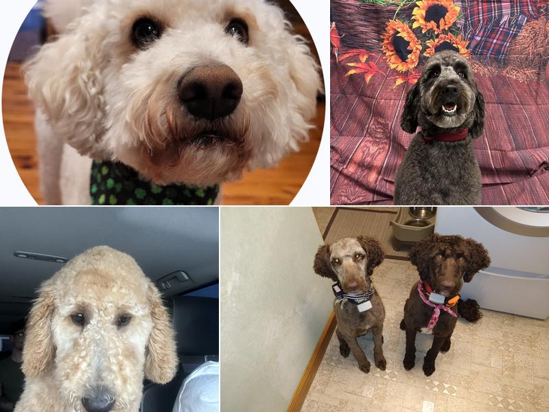 Kimmie's Canine Kuts