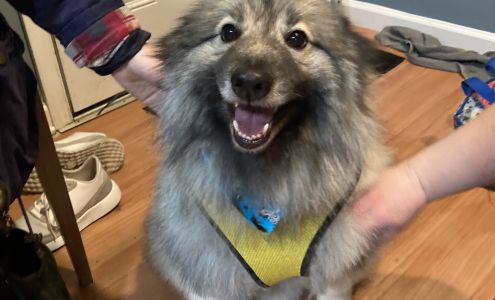 Absolute Pawfection Pet Salon