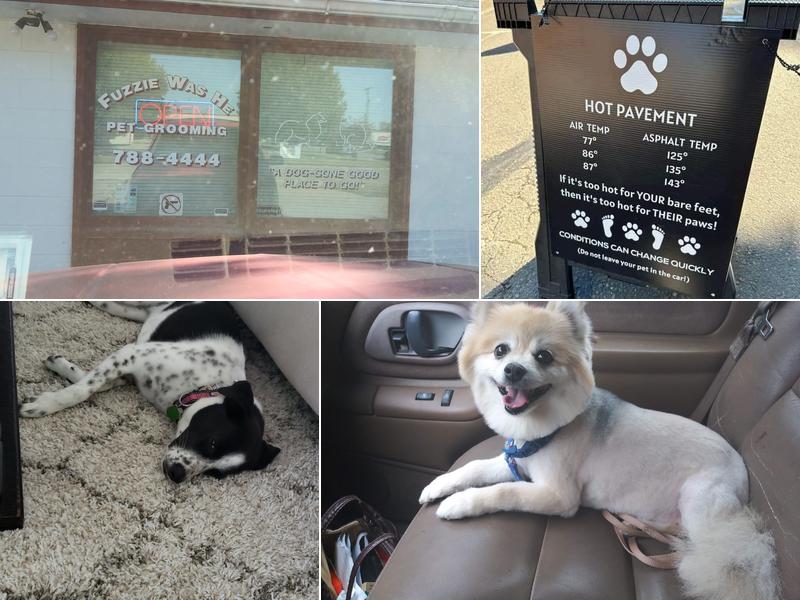 Fuzzie Was He Pet Grooming