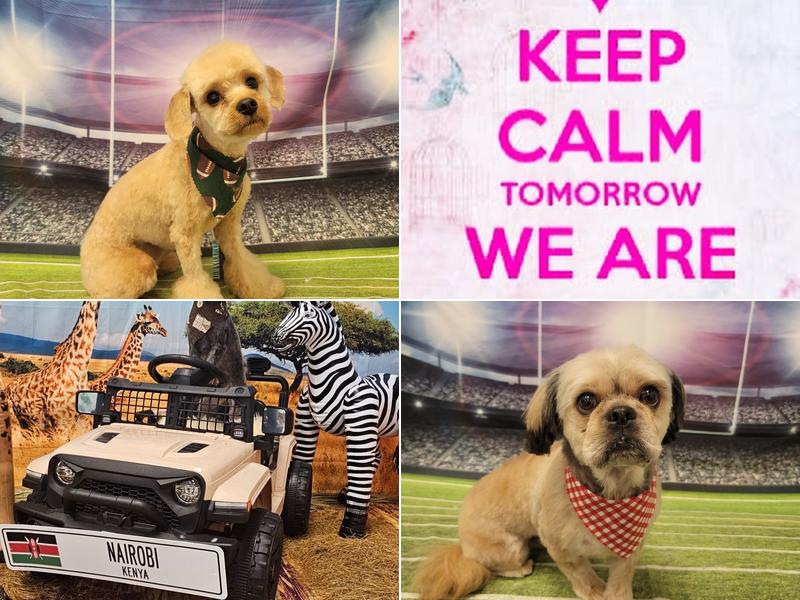 Groovy Grooming by Paij