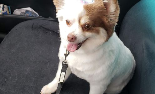 Grooming by Nicole LLC Pet Salon and Hotel