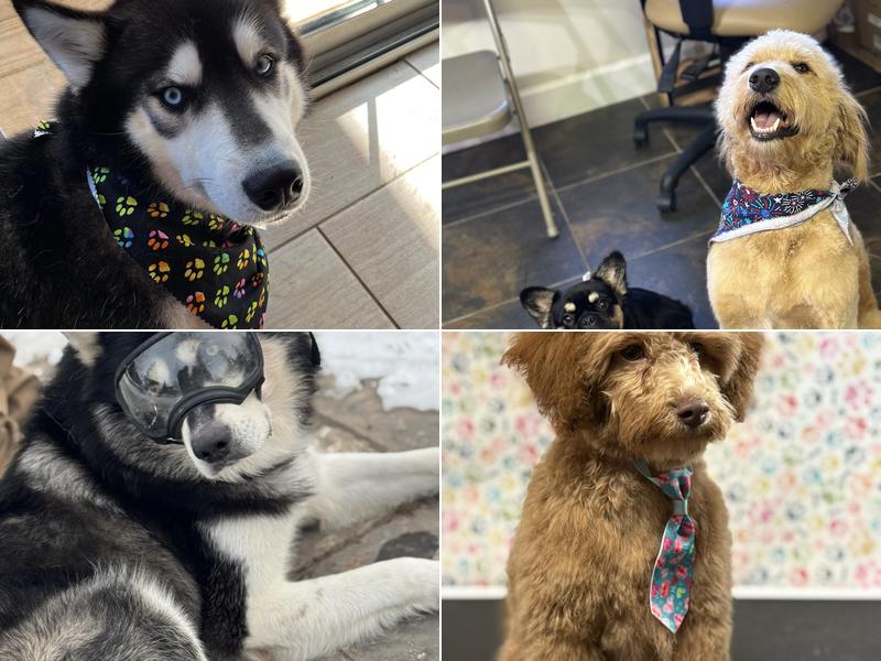 Sassy Shears Grooming Spa