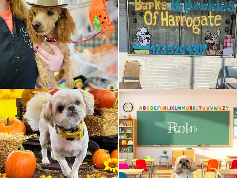 Barks and Bubbles of Harrogate