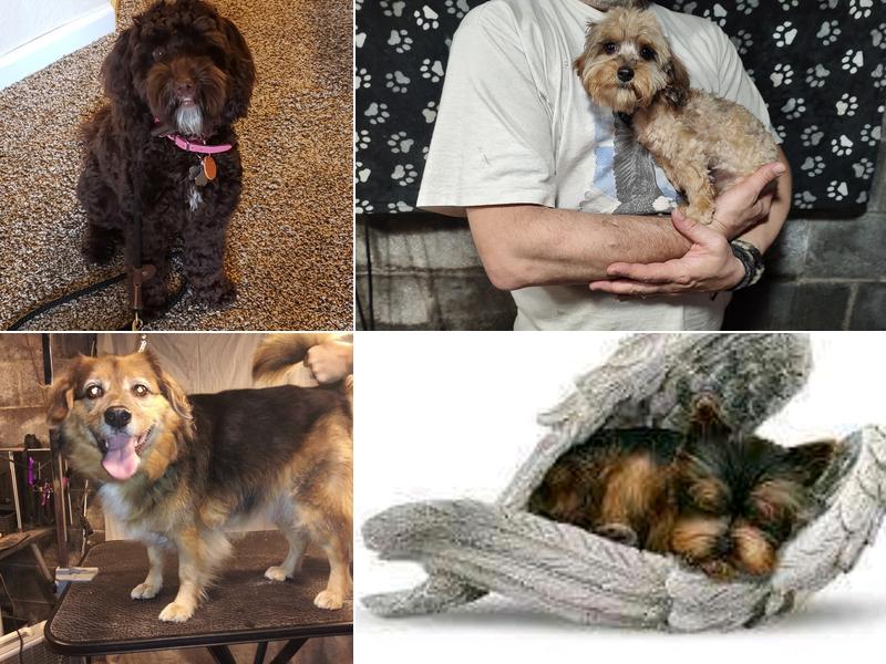 Heavenly Cuts Dog Grooming and Boarding