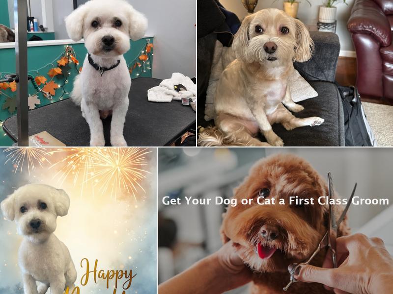 The Pristine Pet Spa