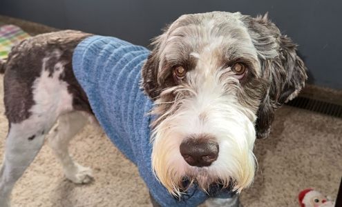 BFF Dog Grooming and Boarding 414 Ogden St, Somerset Kentucky 42501