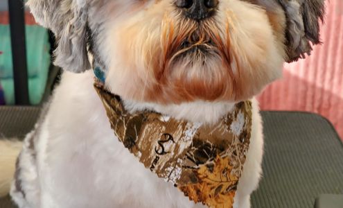 Doggie Stylin' Pet Grooming 6 Sarah St, Clearfield Kentucky 40313