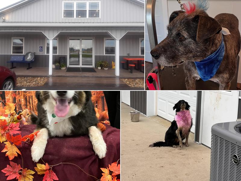 Jowls and Meows Mt. Orab