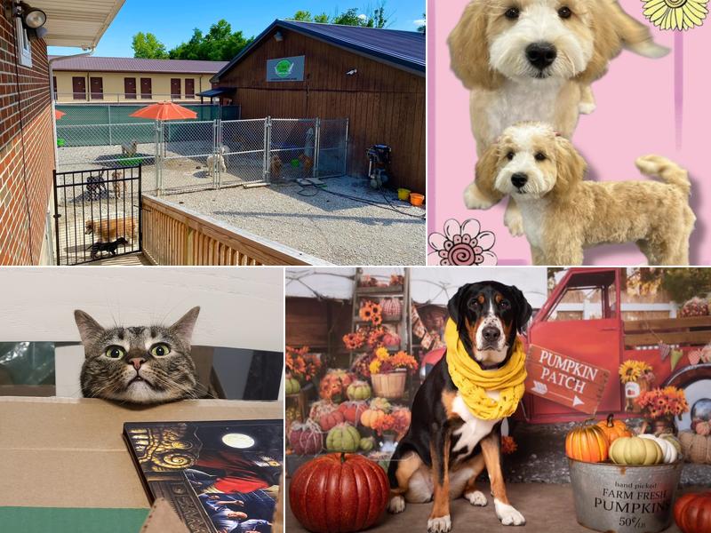 Skeens Pet Daycare & Spa
