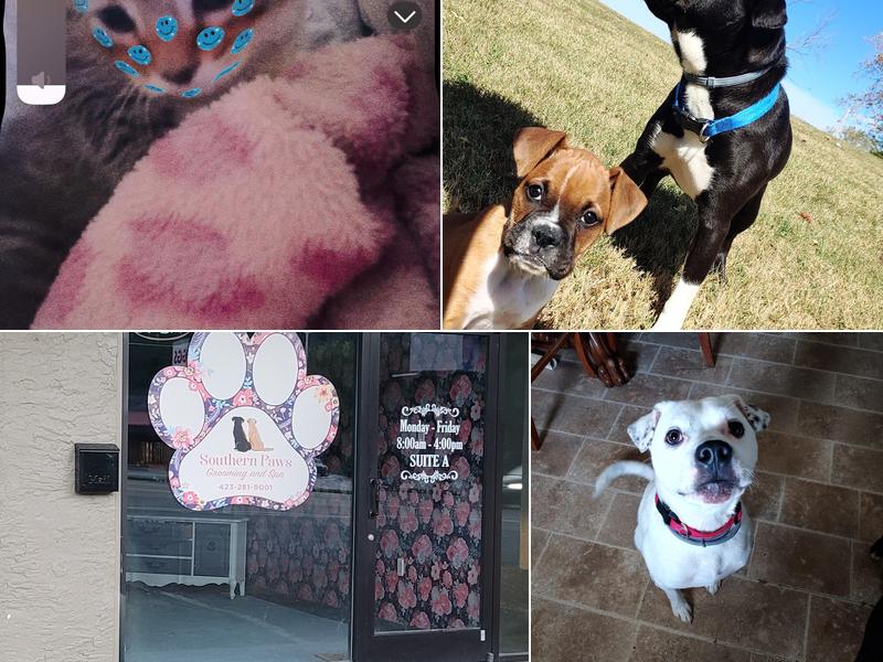 Southern Paws Grooming and Spa