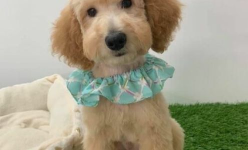 Groomingdales Dog Salon Boutique and Hotel 3821 NW Evangeline Thruway, Carencro Louisiana 70520