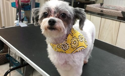 Who Dat Pet Spa 7111 12th St, Lockport Louisiana 70374