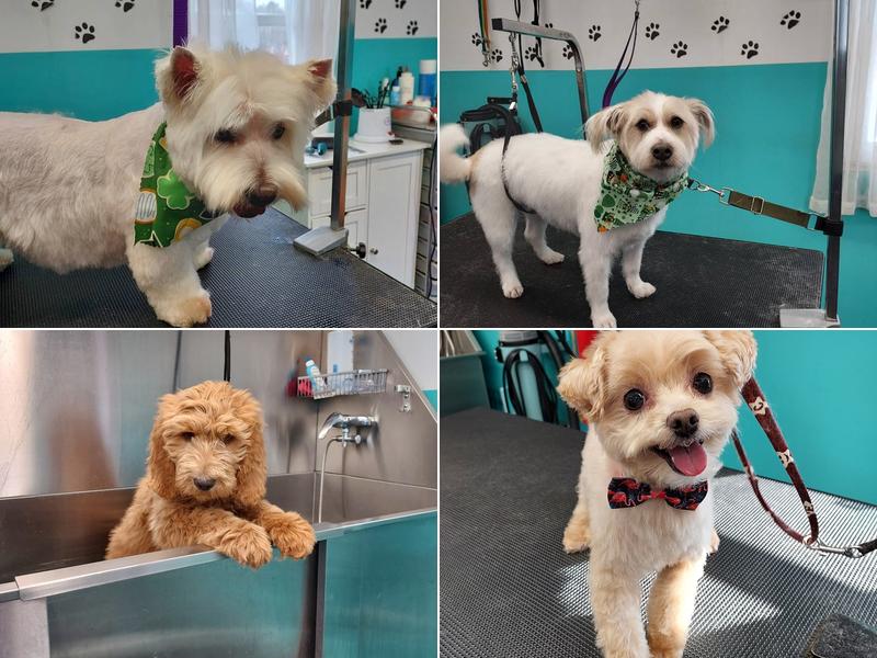 Anitas Grooming Shed