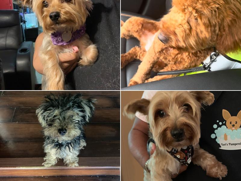 Tori's Pampered Pets