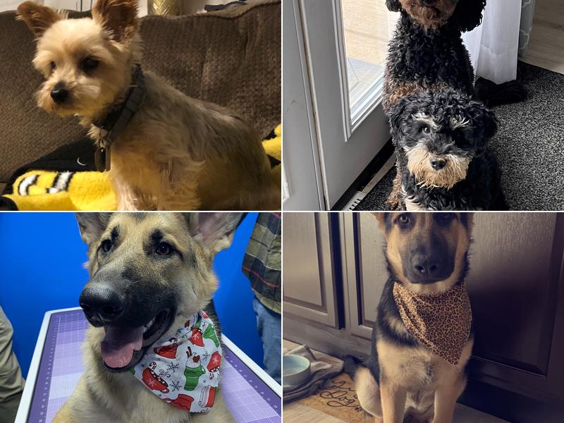 Madison's Shed & Tails Grooming (Palmyra)