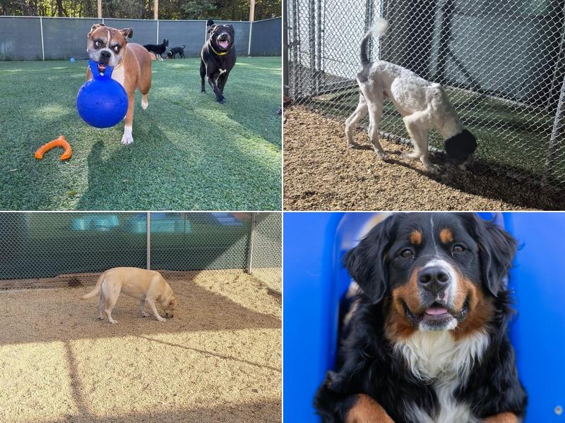 Countryside Pet Resort