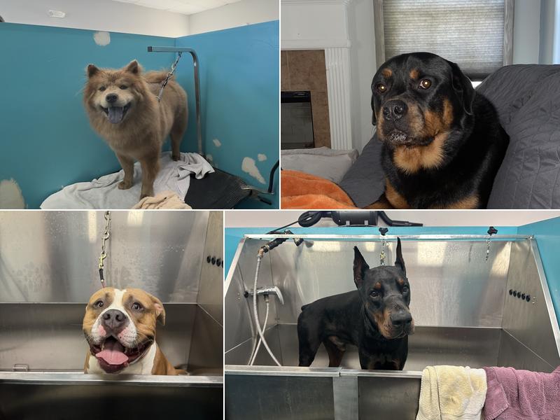 Puppy Palace Self-Service Dog Wash, LLC