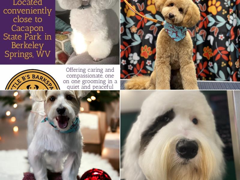 Little B's Barkspace