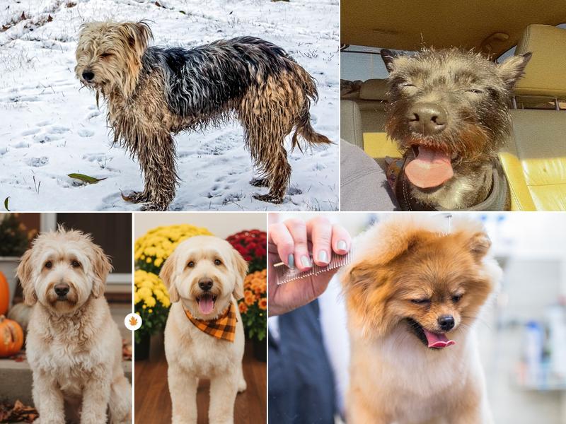 Yappy Days Pet Grooming