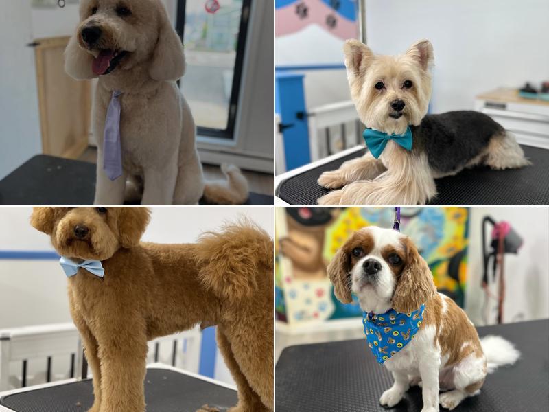 Paws Forever by Flor