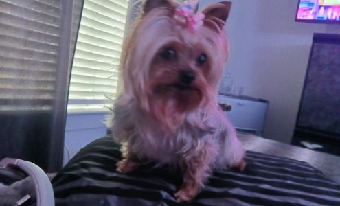 Nonie's Pet Grooming