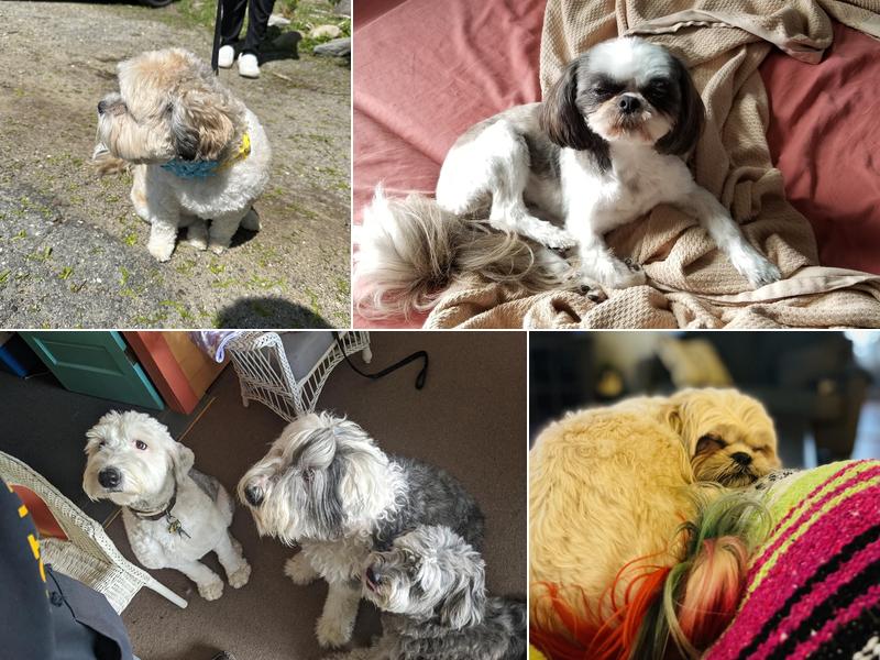 Claudia's Furry Tailz Pet SPA, LLC