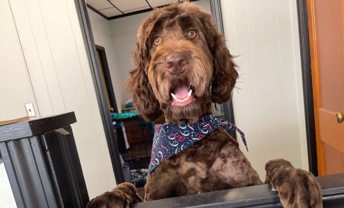 Glamour Paws Dog Grooming LLC 109 E 3rd St, Imlay City Michigan 48444