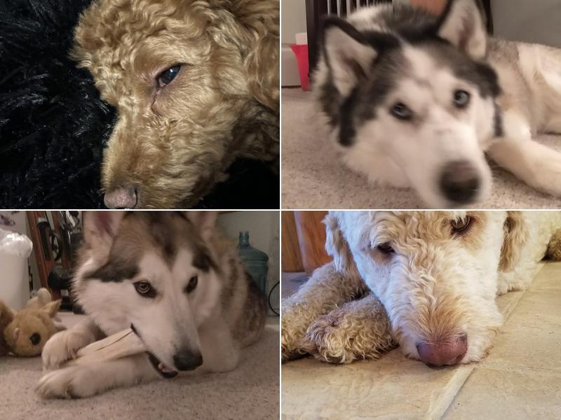 M-66 Boarding Kennels