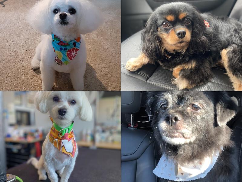 Tooth & Nail Grooming Salon