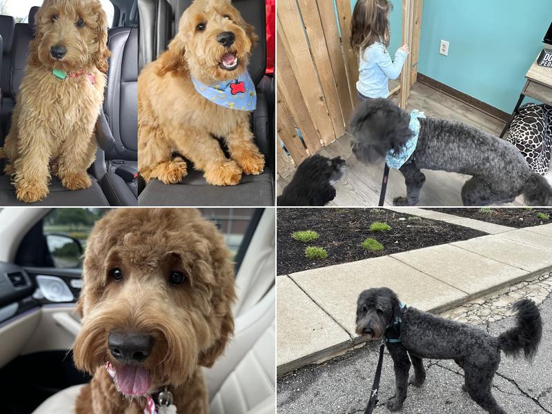 Platinum Pet Spa and More