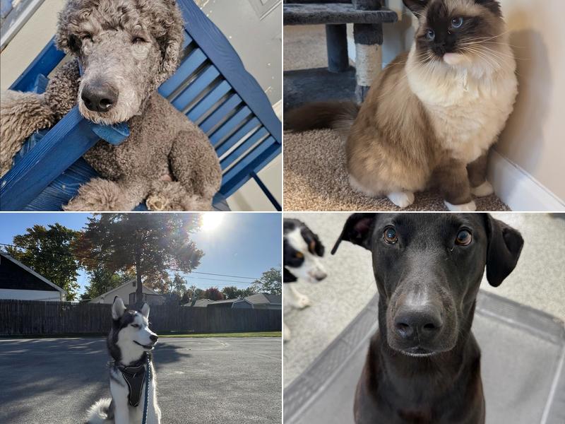 Perrysburg Pet Lodge and Spa