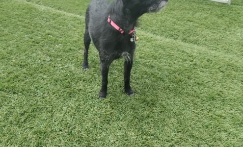 Borton's Doggy Play & Stay LLC