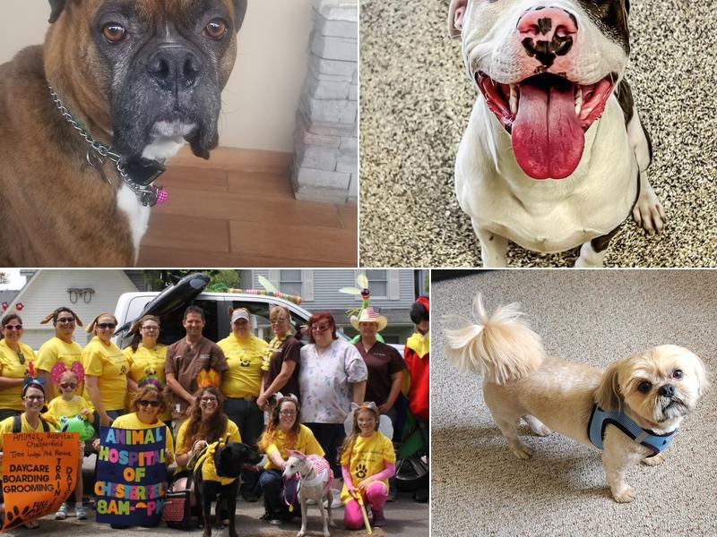 Tree Lodge Pet Resort