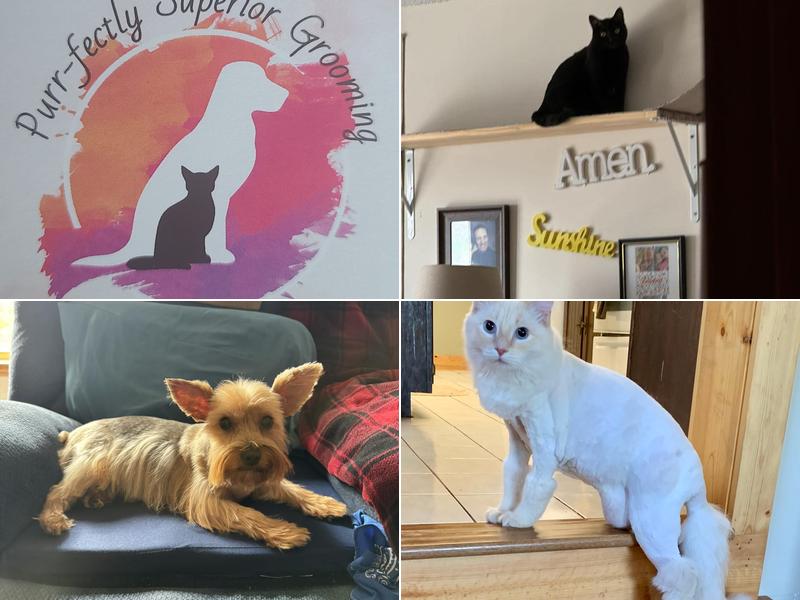 Purr-fectly Superior Grooming