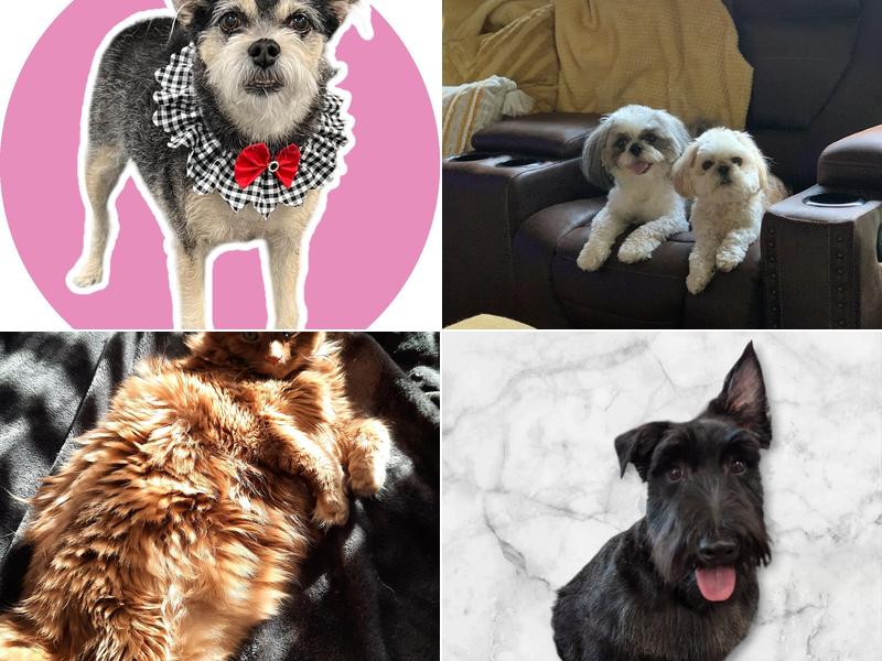 What The Fluff!?! Groom and Play