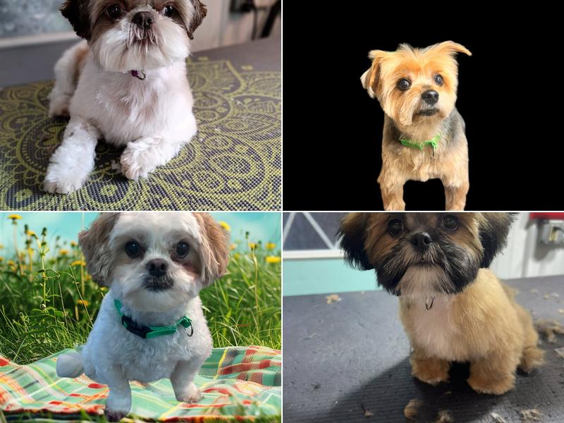 Lupine Kennels Boarding & Grooming