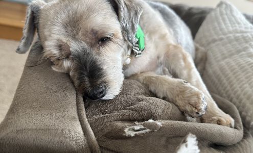 Haute Dog Spa - White Bear Lake