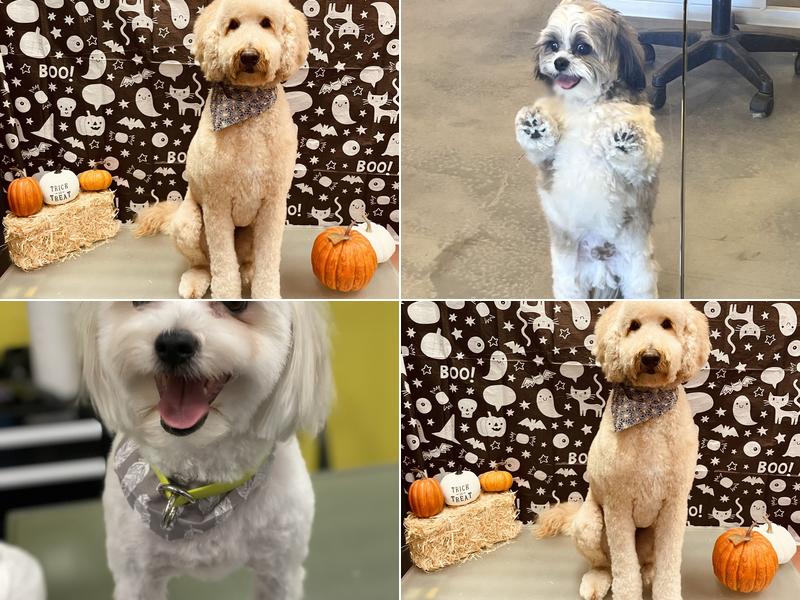 Well Groomed Pets Las Vegas