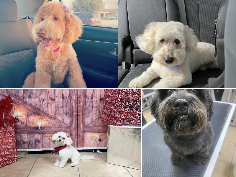 Royalty Paw Grooming