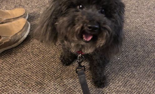 Waggin' Tails Dog Grooming 1250 E Aultman St, Ely Nevada 89301