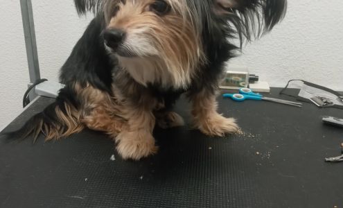 Christines Paws Spa 1250 Nevada Ave #4, Silver Springs Nevada 89429