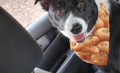 Scenthound Rhodes Ranch