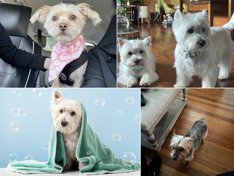 The Bubble Lounge Dog Spa