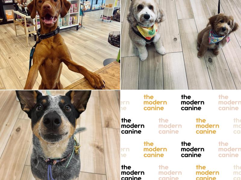 The Modern Canine - Dog Store & Grooming