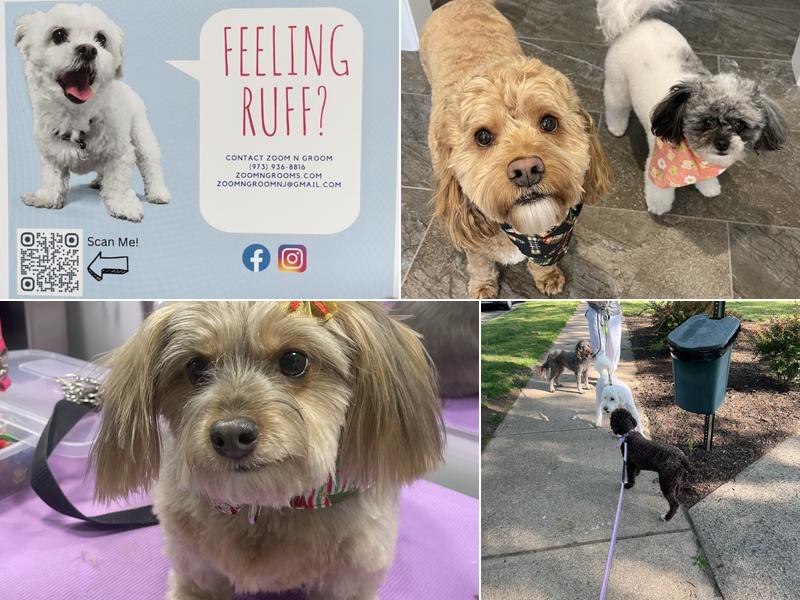 Zoom N Groom Morristown, NJ