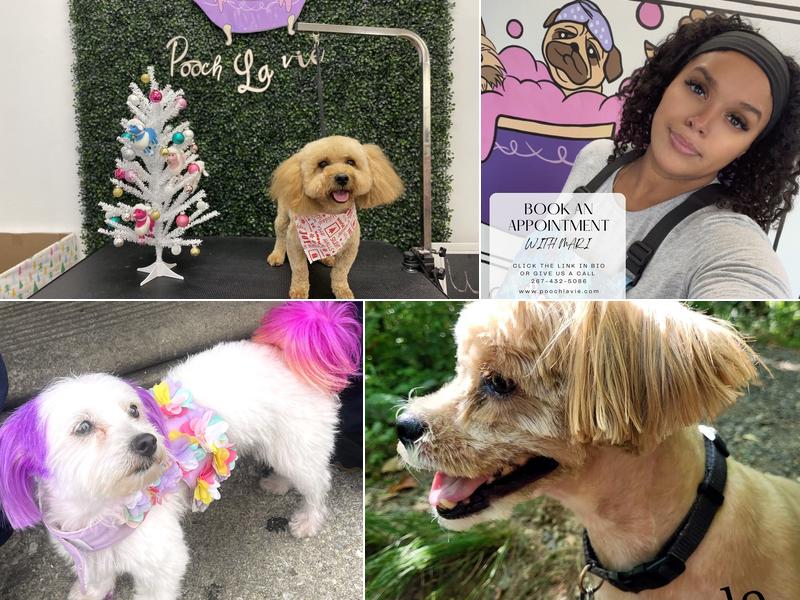 Pooch la vie Dog Grooming