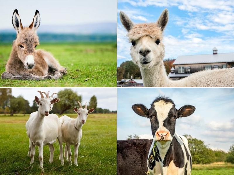 John D. Flinchum, D.V.M., P.C.