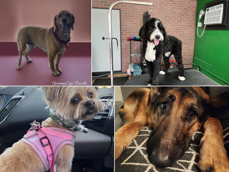 The Dog Room Grooming Boutique