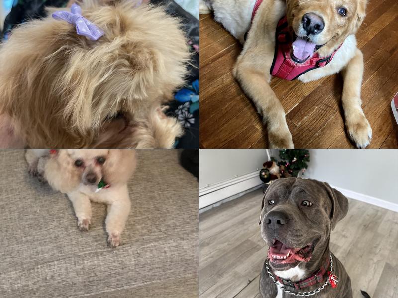 The Pretty Paw Grooming and Day Spa